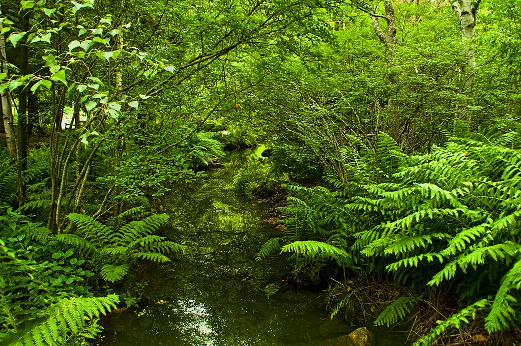 Wild Gardens of Acadia, Acadia National Park