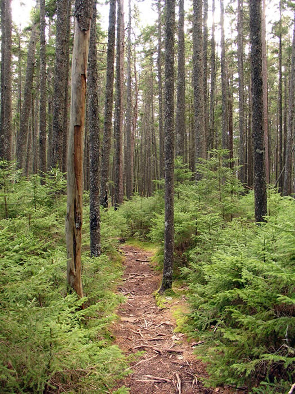Norumbega Mountain, Acadia National Park