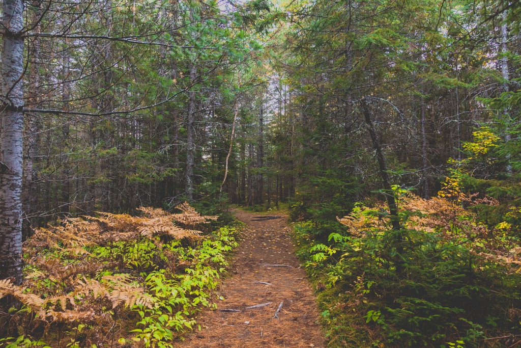 Mew Lake Campground, Algonquin Provincial Park
