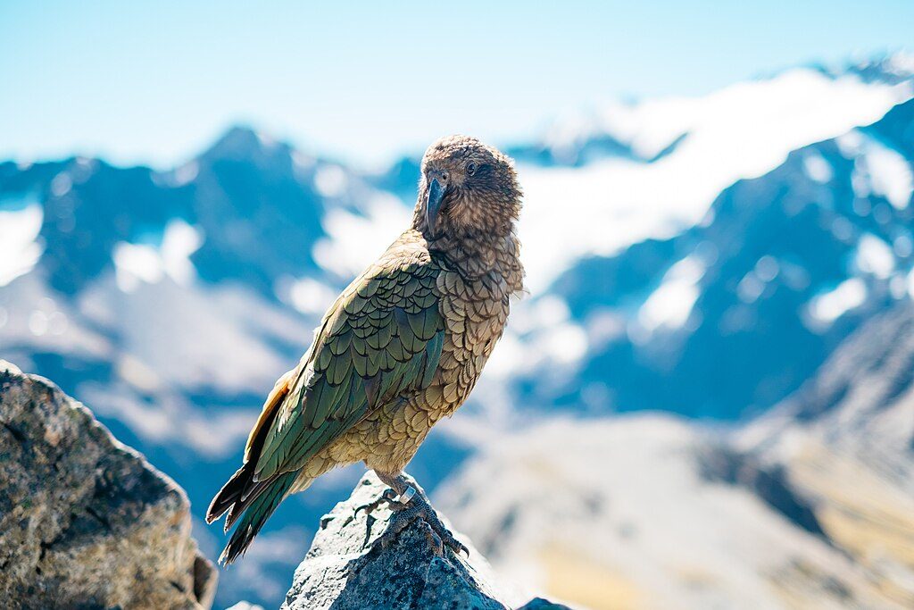 Arthur's Pass Summit, Arthur's Pass National Park