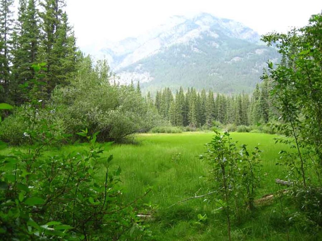 Fenland, Banff National Park