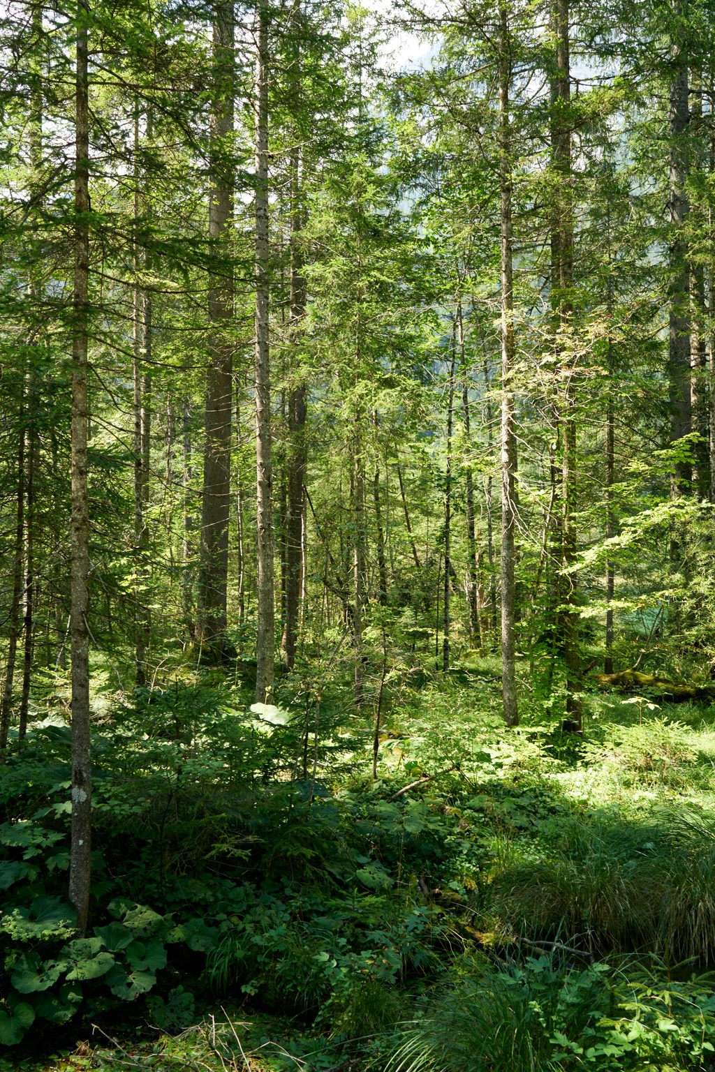 Zauberwald (Magic Forest), Berchtesgaden National Park