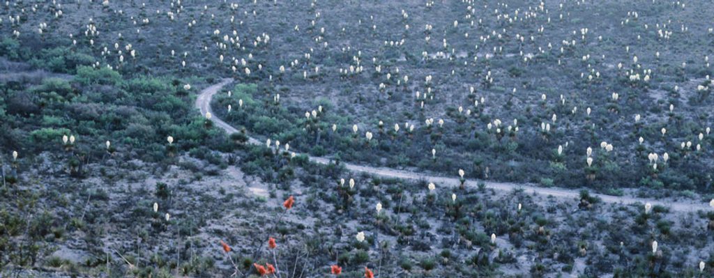 Dagger Flat, Big Bend National Park