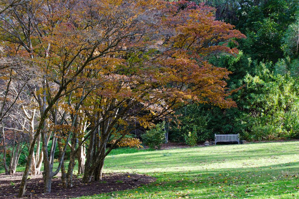 Blue Mountains Botanic Garden Mount Tomah, Blue Mountains National Park