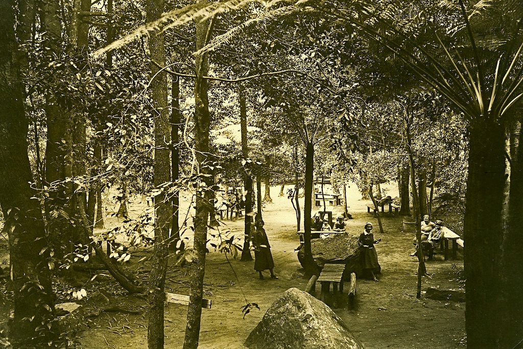 Leura Forest, Blue Mountains National Park