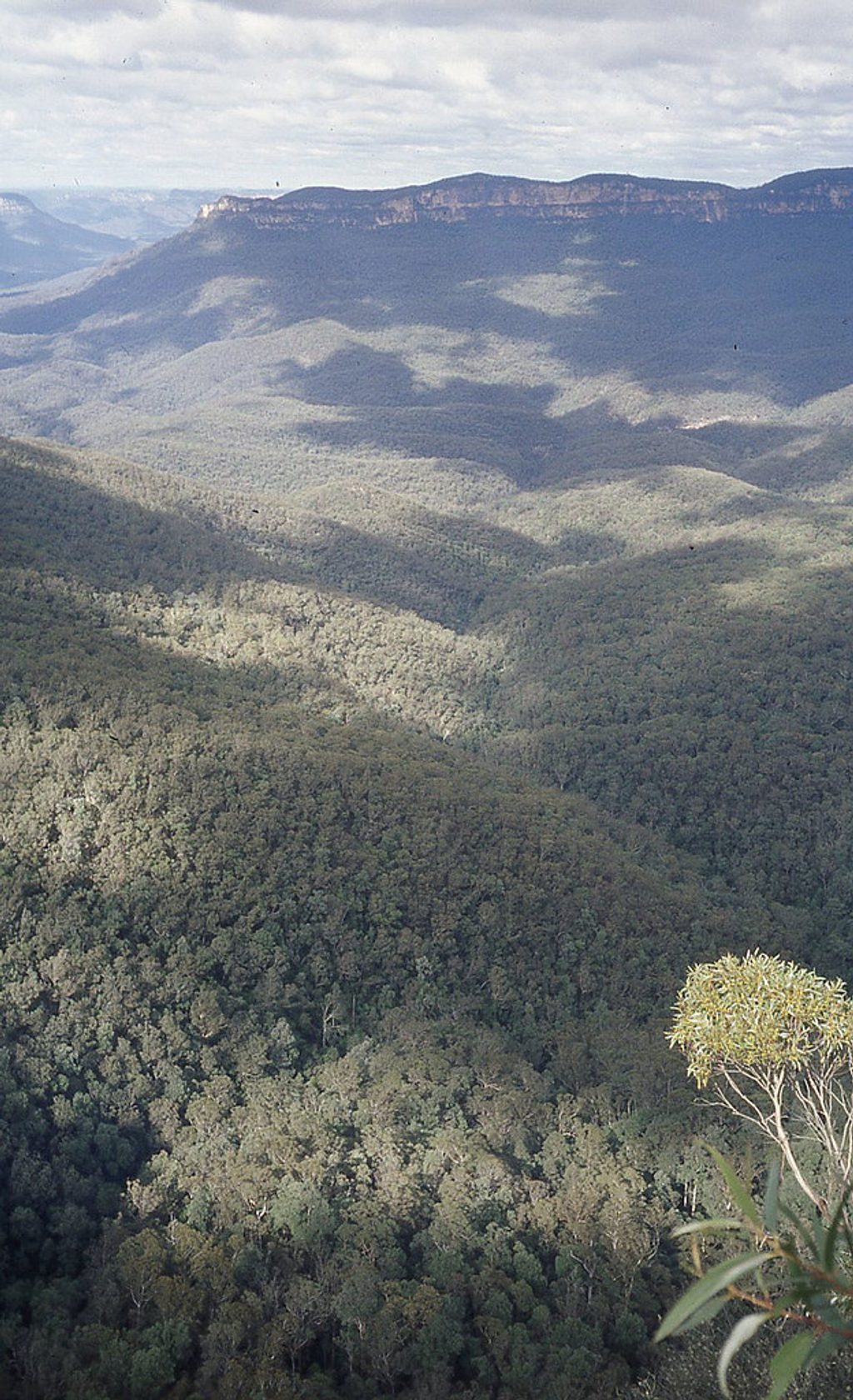 Gordon Falls Lookout, Blue Mountains National Park