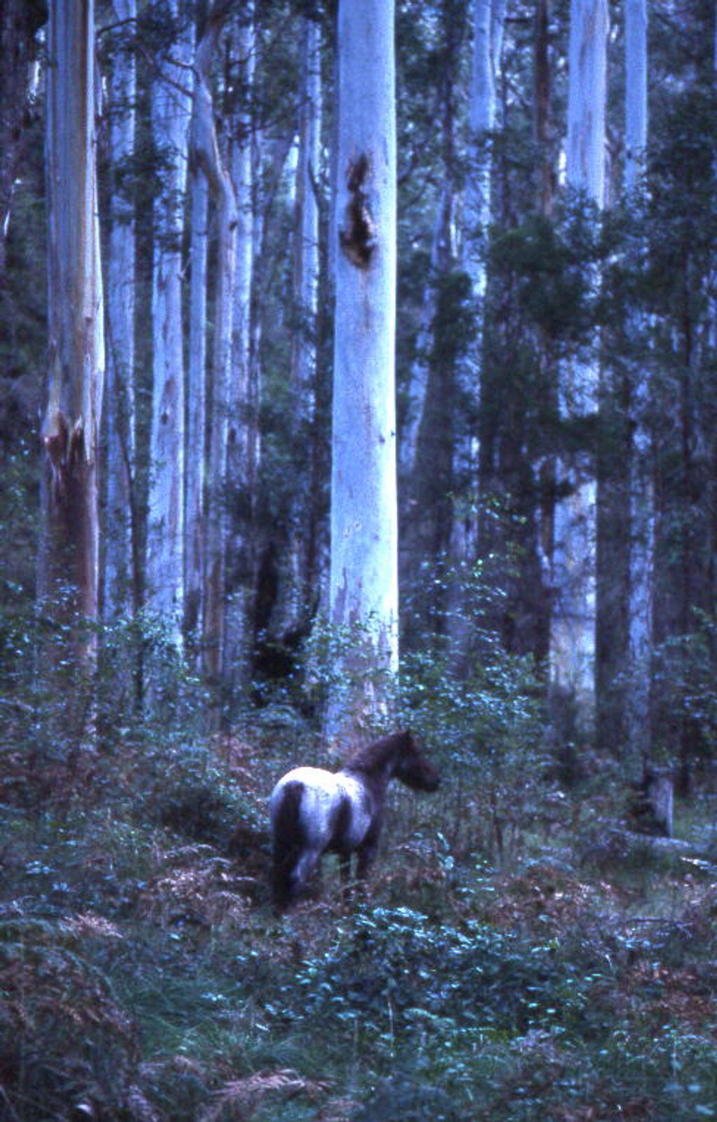 Blue Gum Forest, Blue Mountains National Park