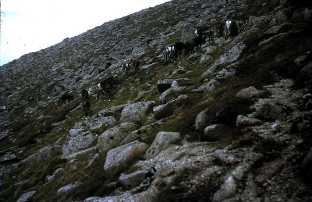Cairngorm Reindeer Centre, Cairngorms National Park