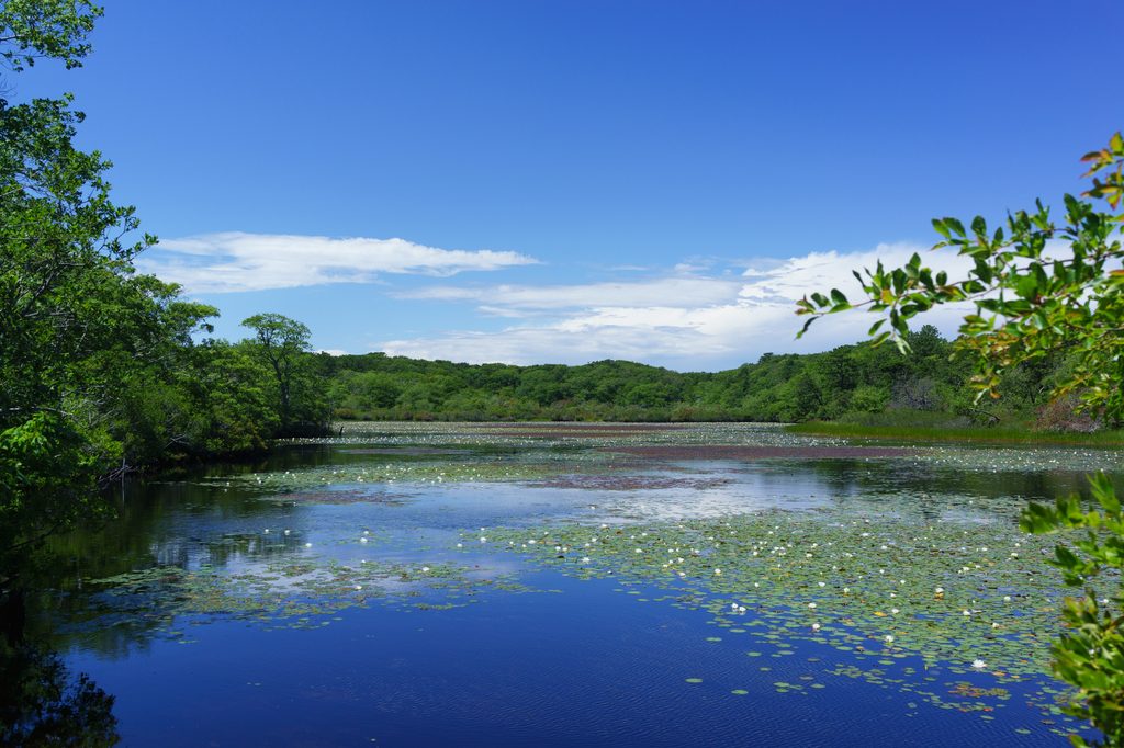 Beech Forest, Cape Cod National Seashore