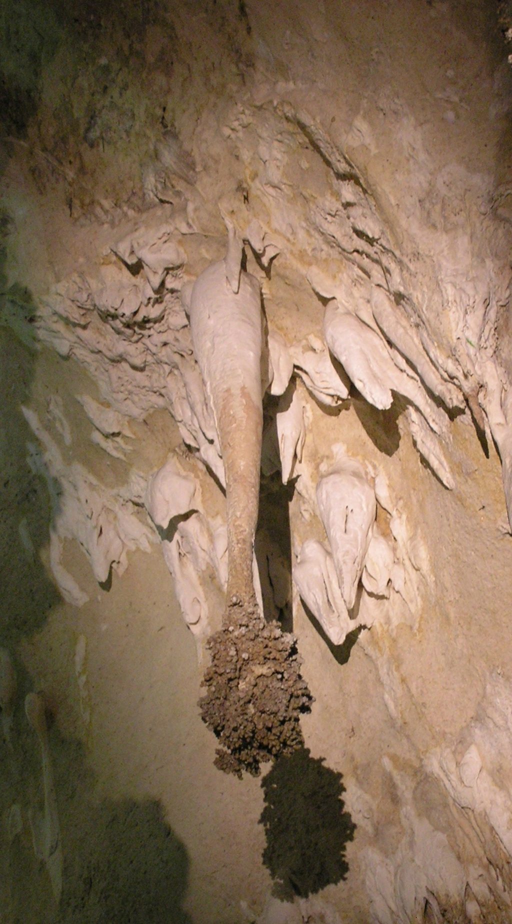 Lion’s Tail, Carlsbad Caverns National Park