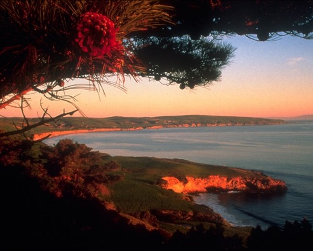 Torrey Pines Grove, Channel Islands National Park