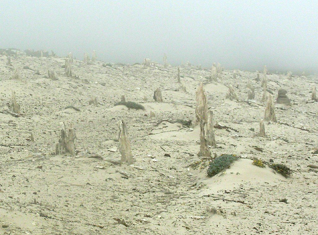 Caliche Forest, Channel Islands National Park