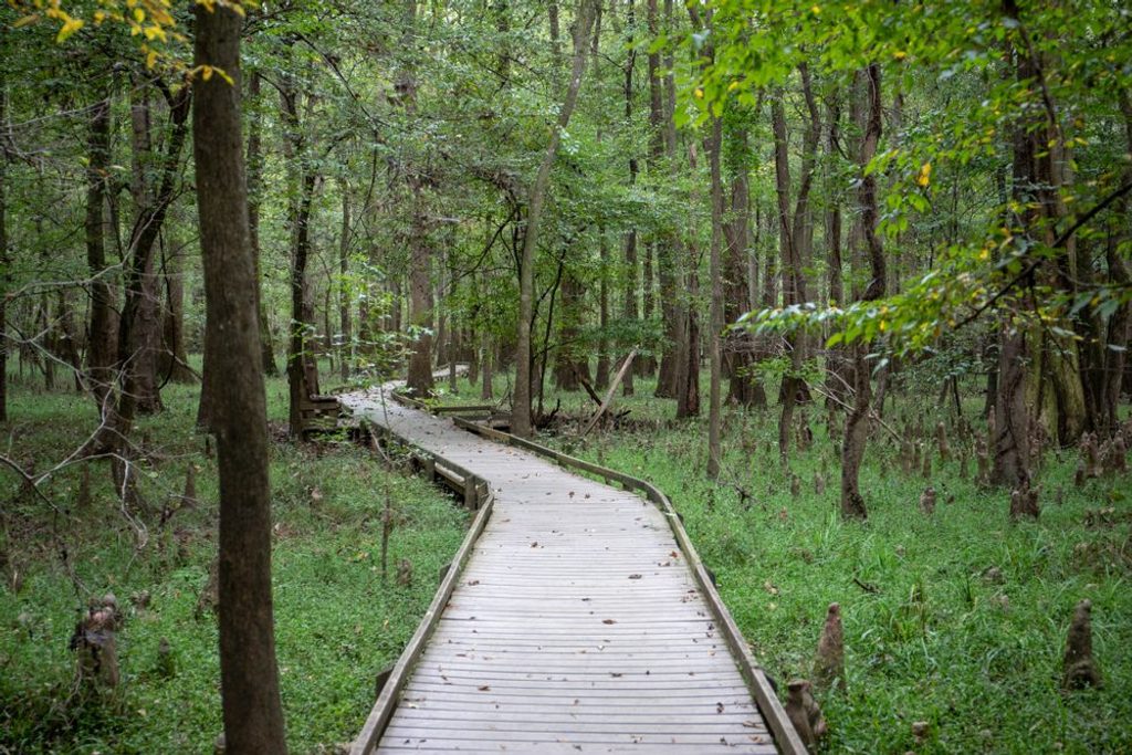 Swamp Boardwalk, Congaree National Park
