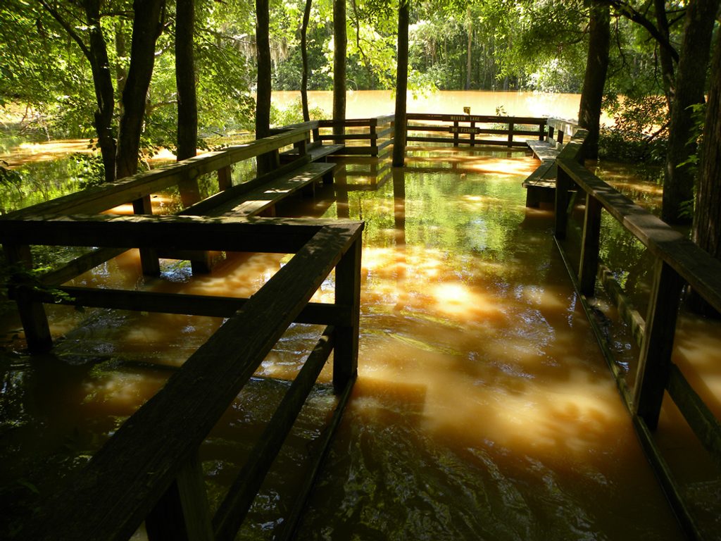 Weston Lake Overlook, Congaree National Park