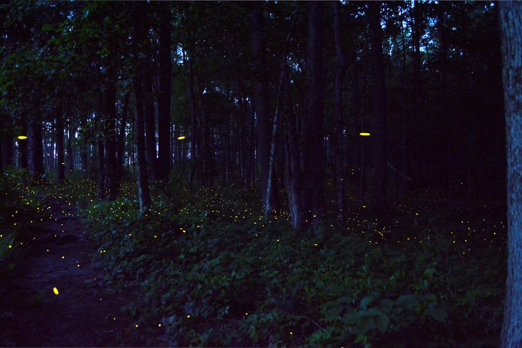 Firefly Viewing Area, Congaree National Park