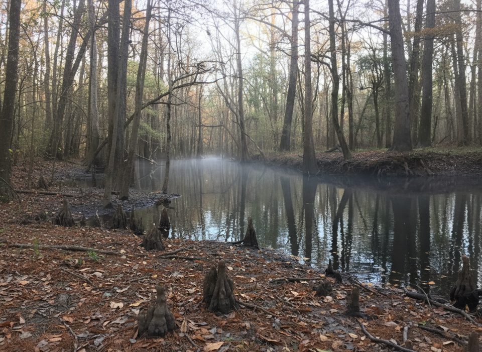 Cedar Creek Canoe Launch, Congaree National Park