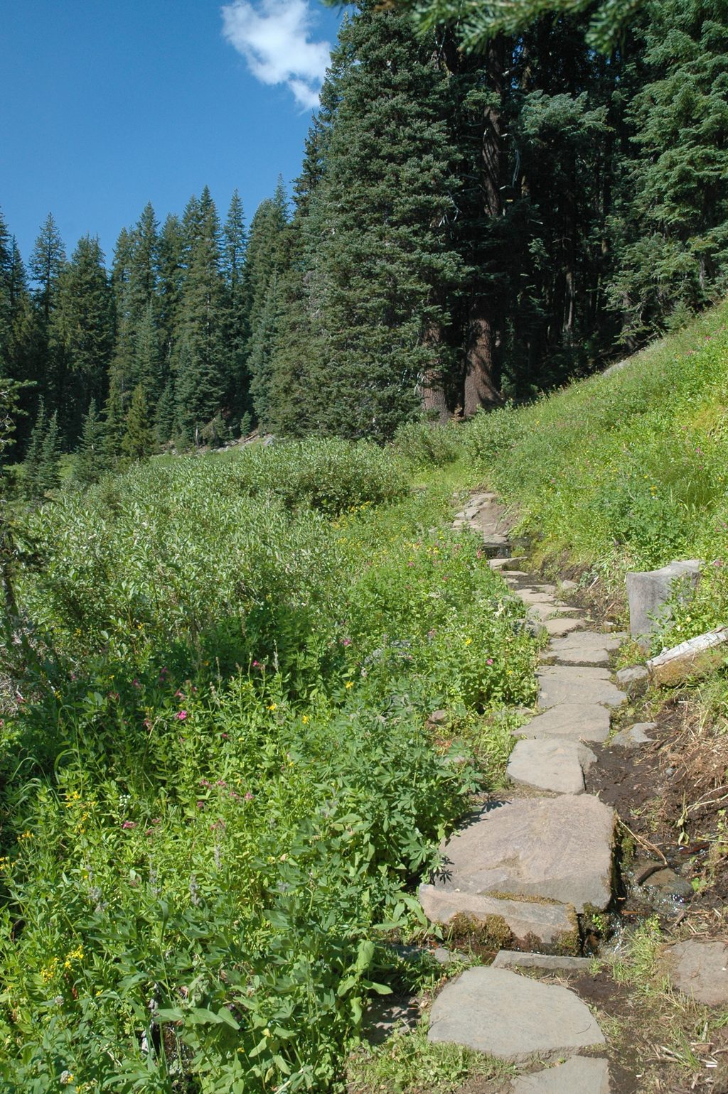 Castle Crest Wildflower Garden, Crater Lake National Park