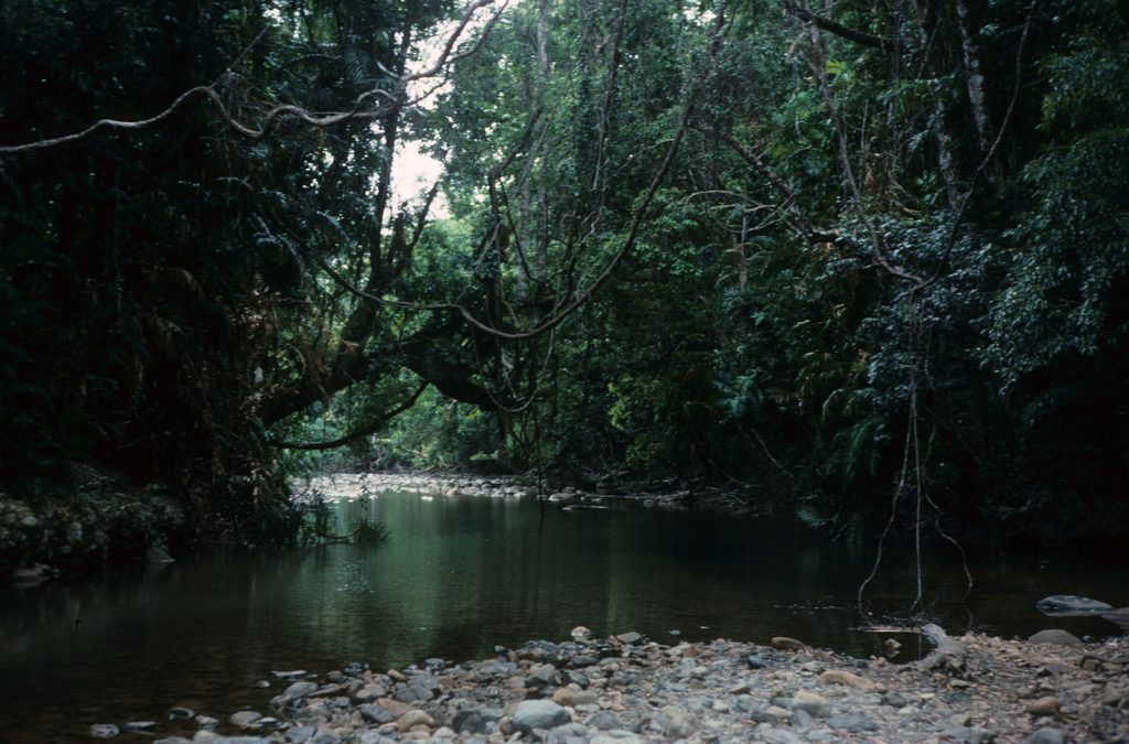 Emmagen Creek, Daintree National Park