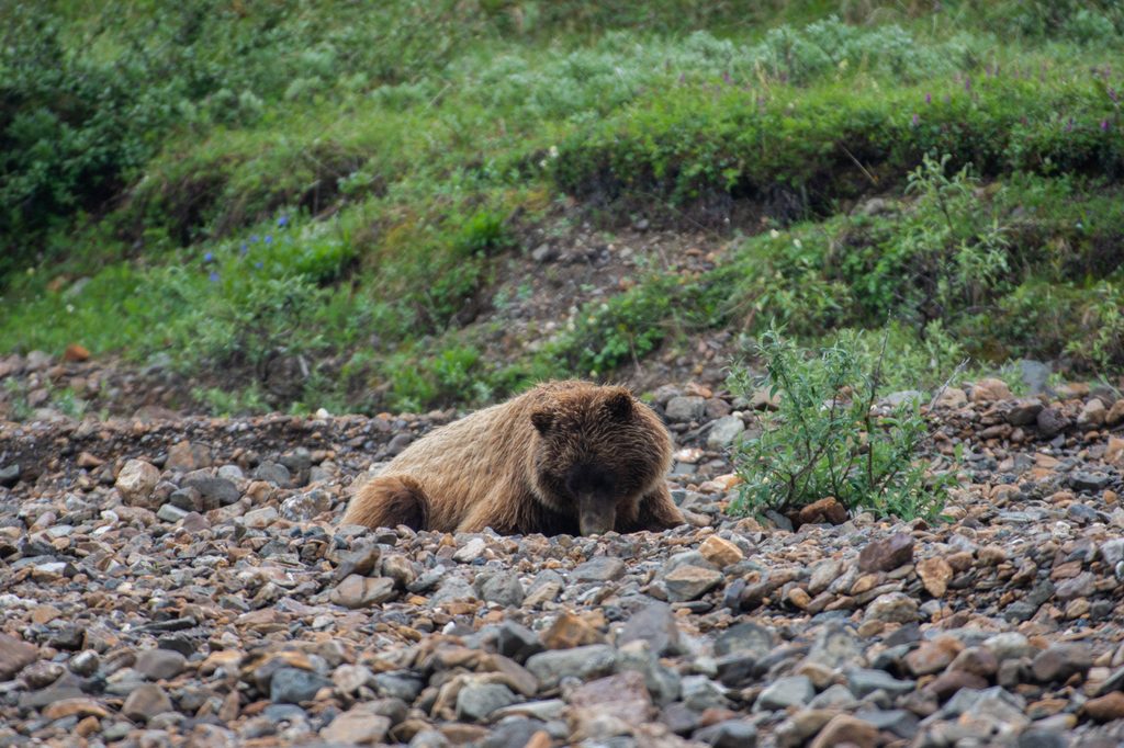Resting Grizzly, Denali National Park