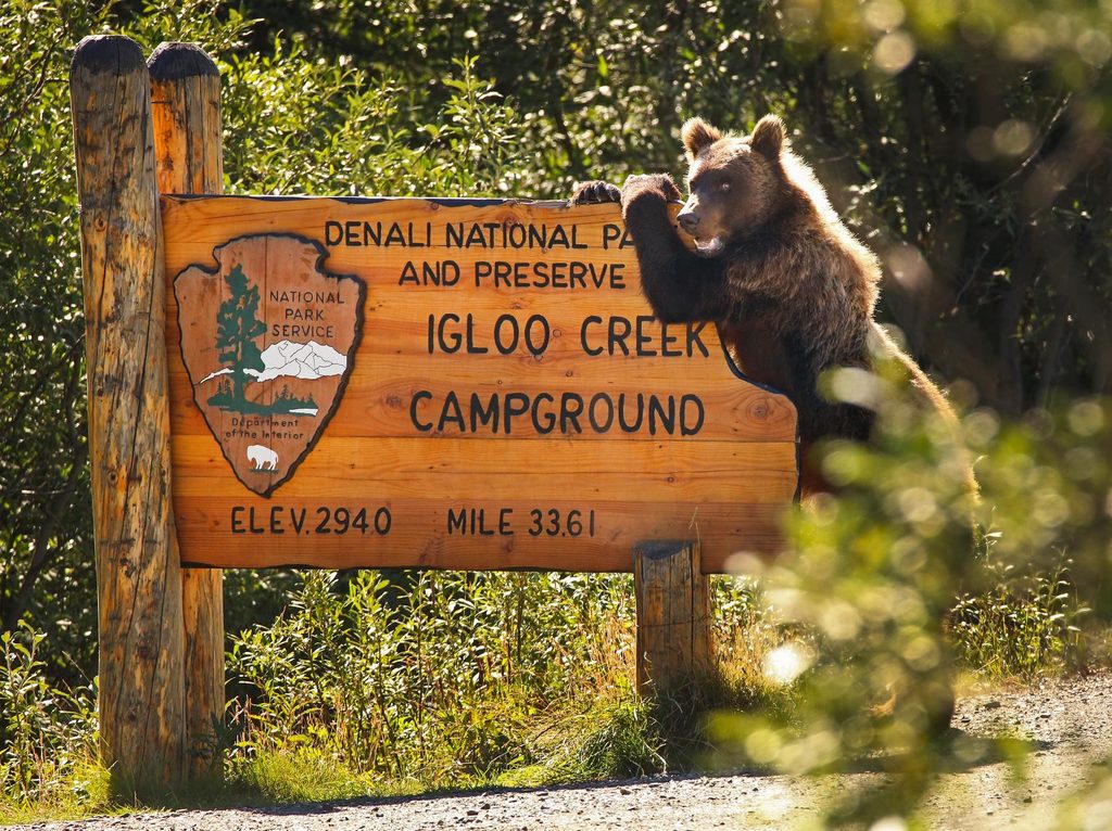 Igloo Creek Campground, Denali National Park