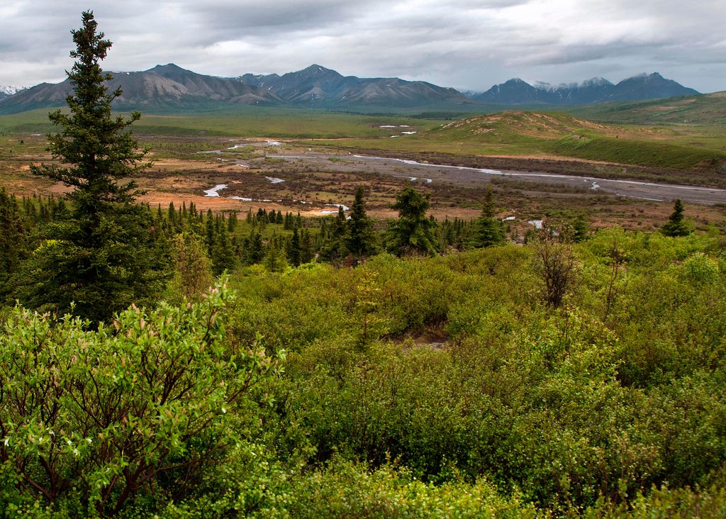 Savage River Campground, Denali National Park