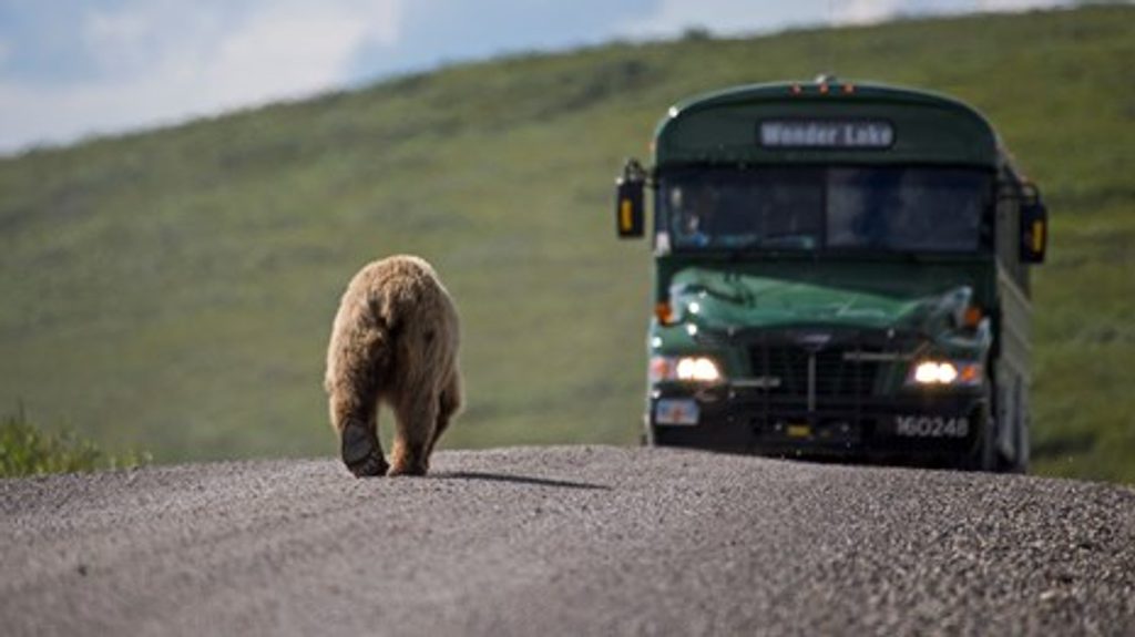 Sable Pass, Denali National Park