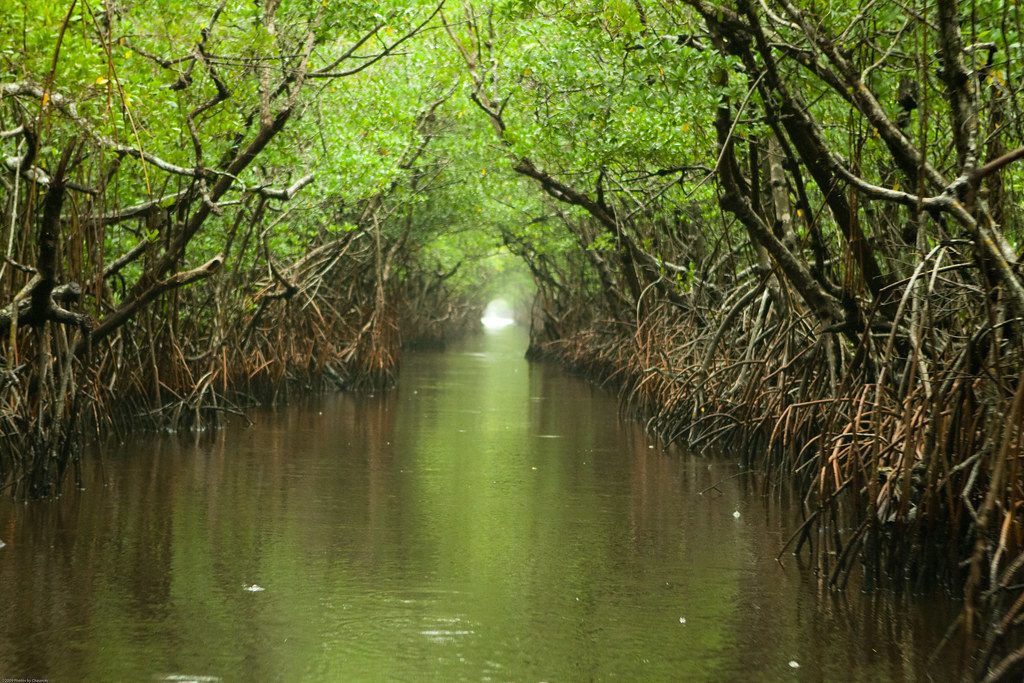 Turner River, Everglades National Park