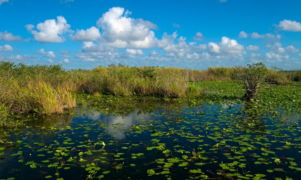 Anhinga Pond, Everglades National Park