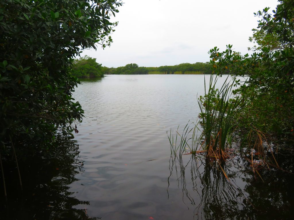 Paurotis Pond, Everglades National Park