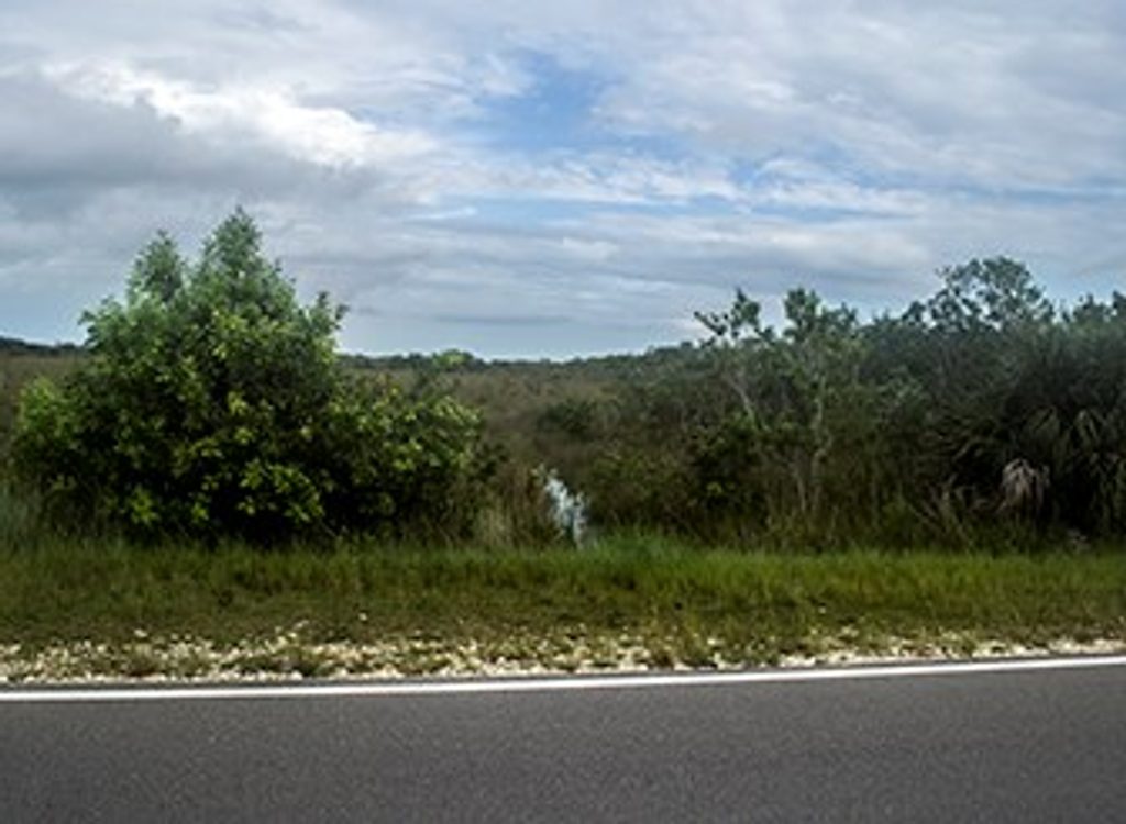 Sweet Bay Pond, Everglades National Park