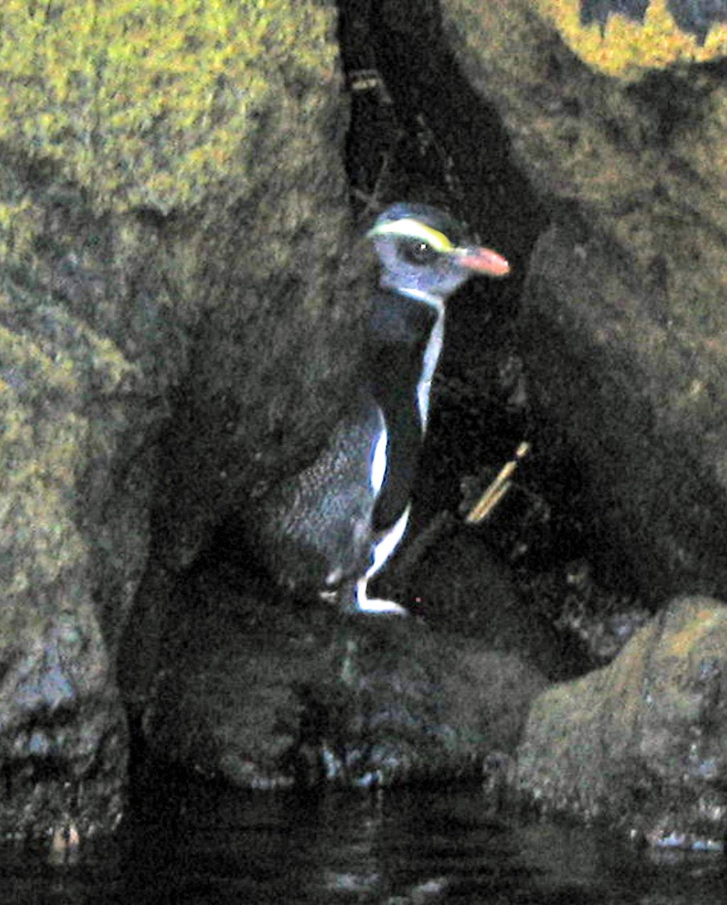 Fiordland Crested Penguin Viewing Area, Fiordland National Park
