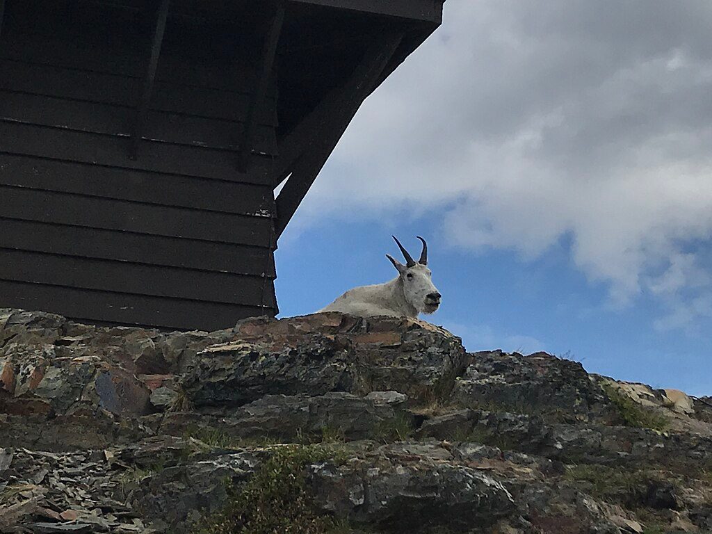 Mount Brown Fire Lookout, Glacier National Park