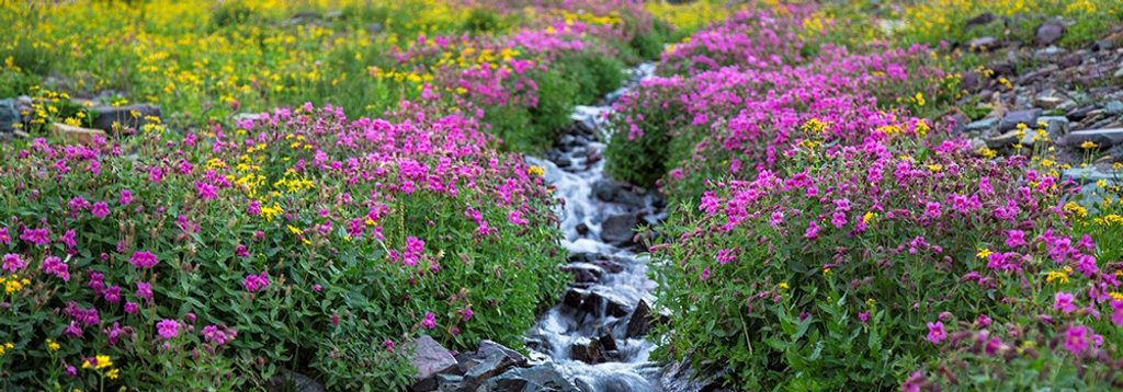 Logan Pass, Glacier National Park