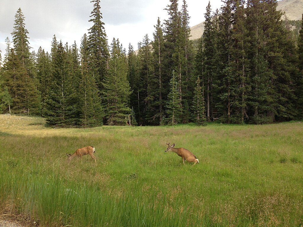 Wheeler Peak Campground, Great Basin National Park