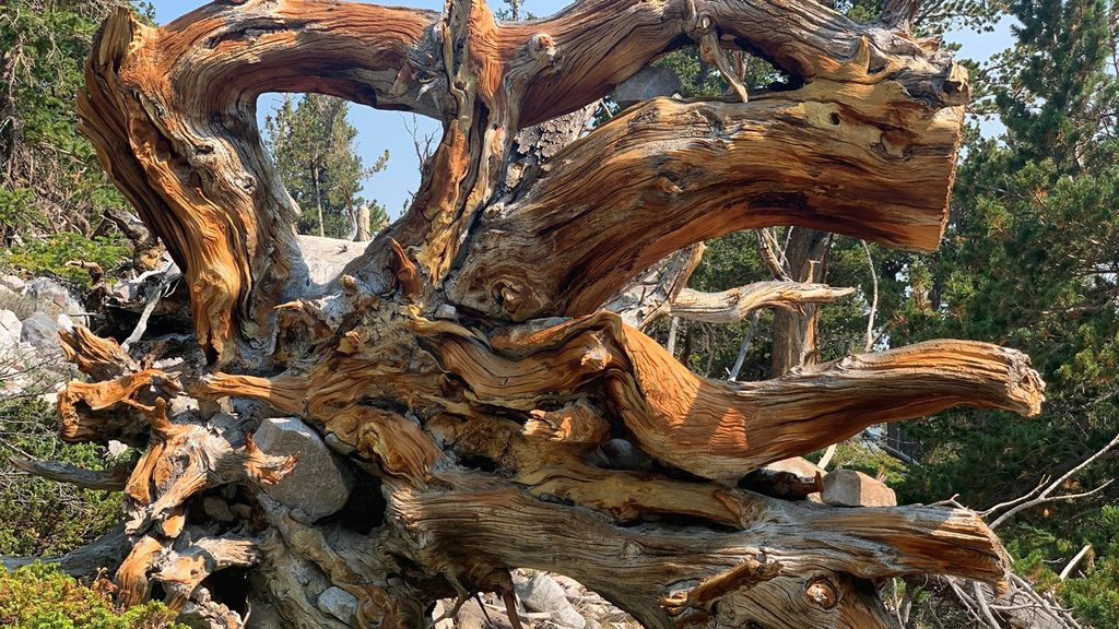 Wheeler Peak Bristlecone Grove, Great Basin National Park