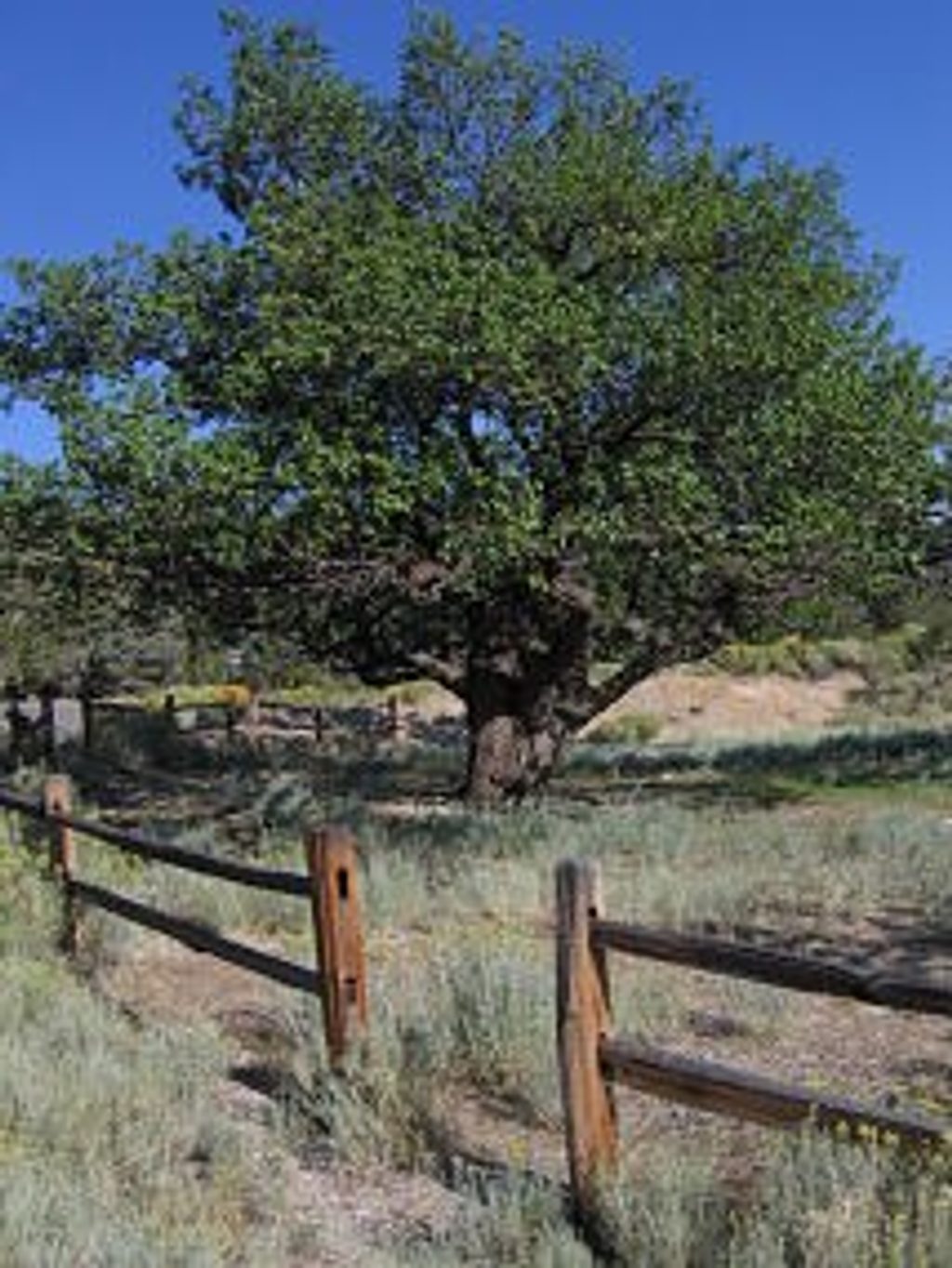 Lehman Orchard and Aqueduct, Great Basin National Park
