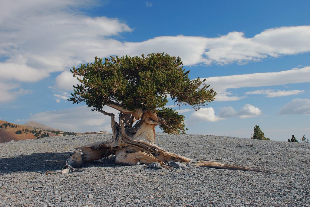 Bristlecone Grove, Great Basin National Park