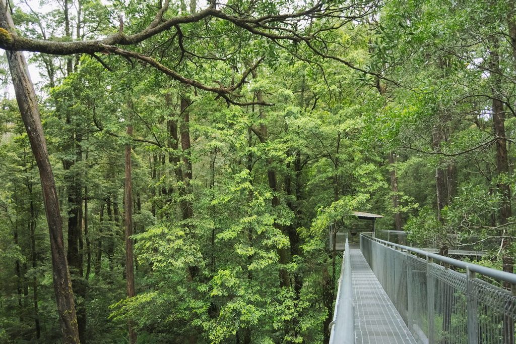 Otway Fly Treetop Walk, Great Ocean Road