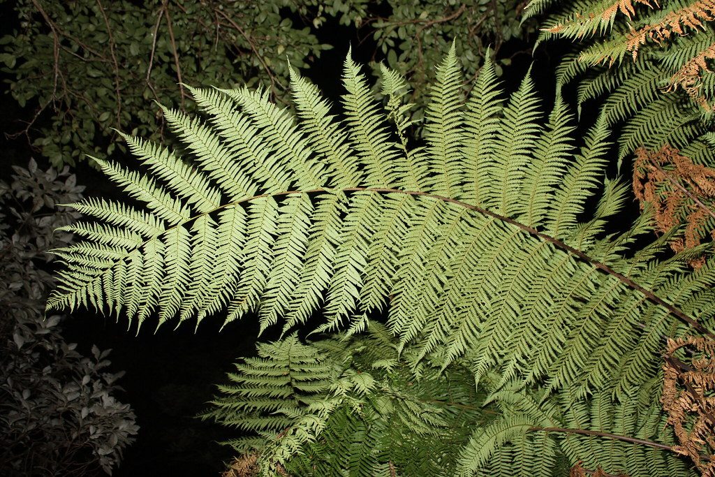 Melba Gully, Great Ocean Road