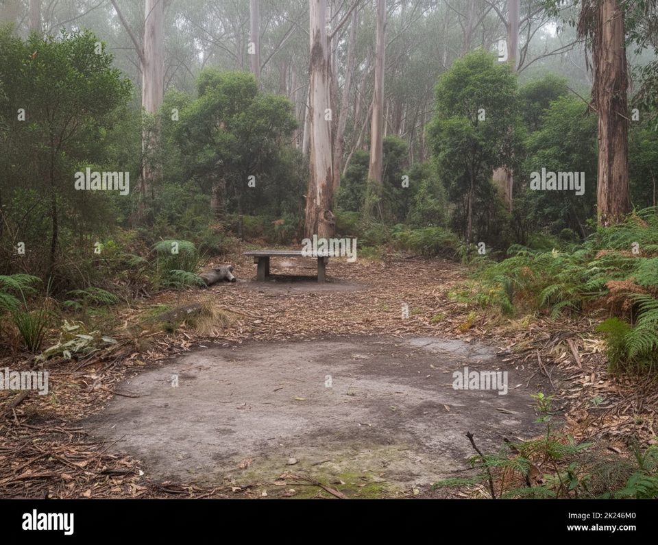 Elliot Ridge Campground, Great Otway National Park