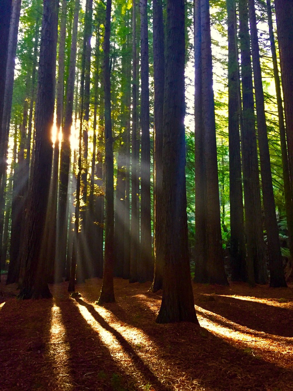 Aire Valley Redwoods (Redwood Forest), Great Otway National Park