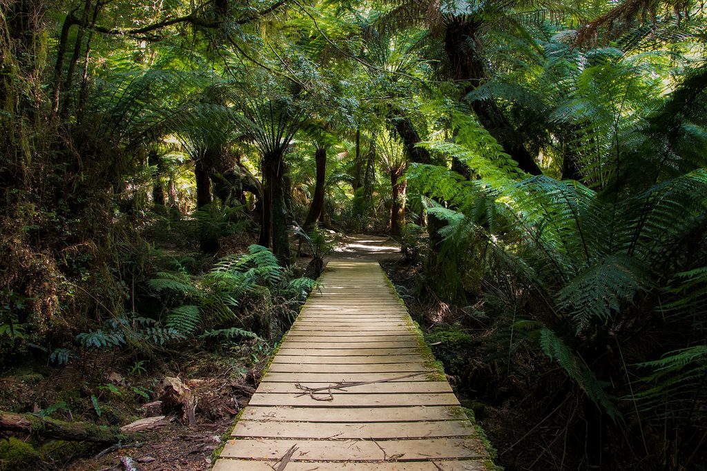 Maits Rest Rainforest Walk, Great Otway National Park