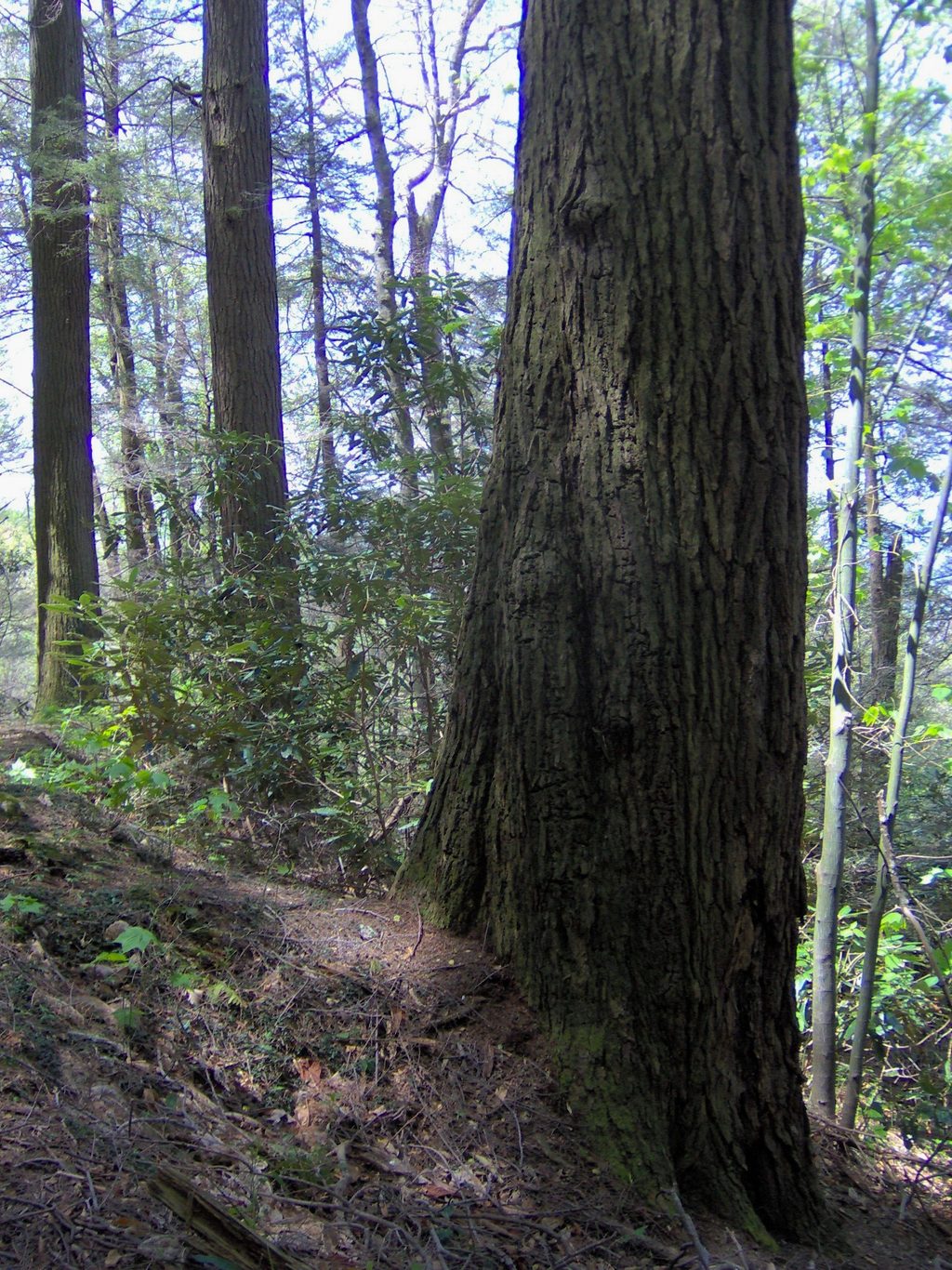 Albright Grove, Great Smoky Mountains National Park