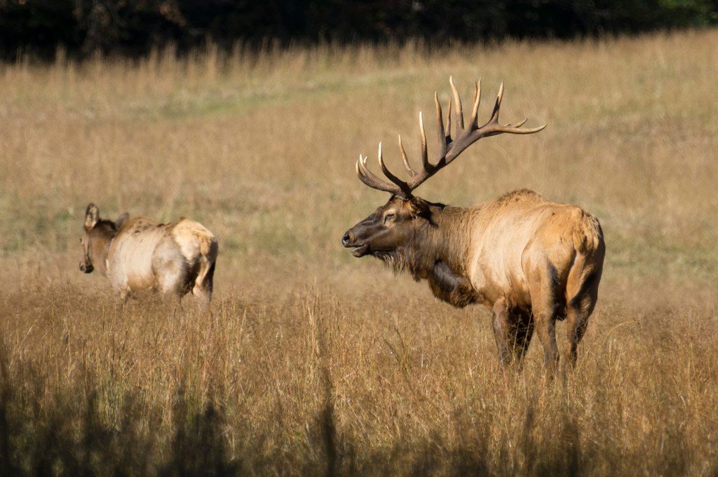 Cataloochee Valley, Great Smoky Mountains National Park