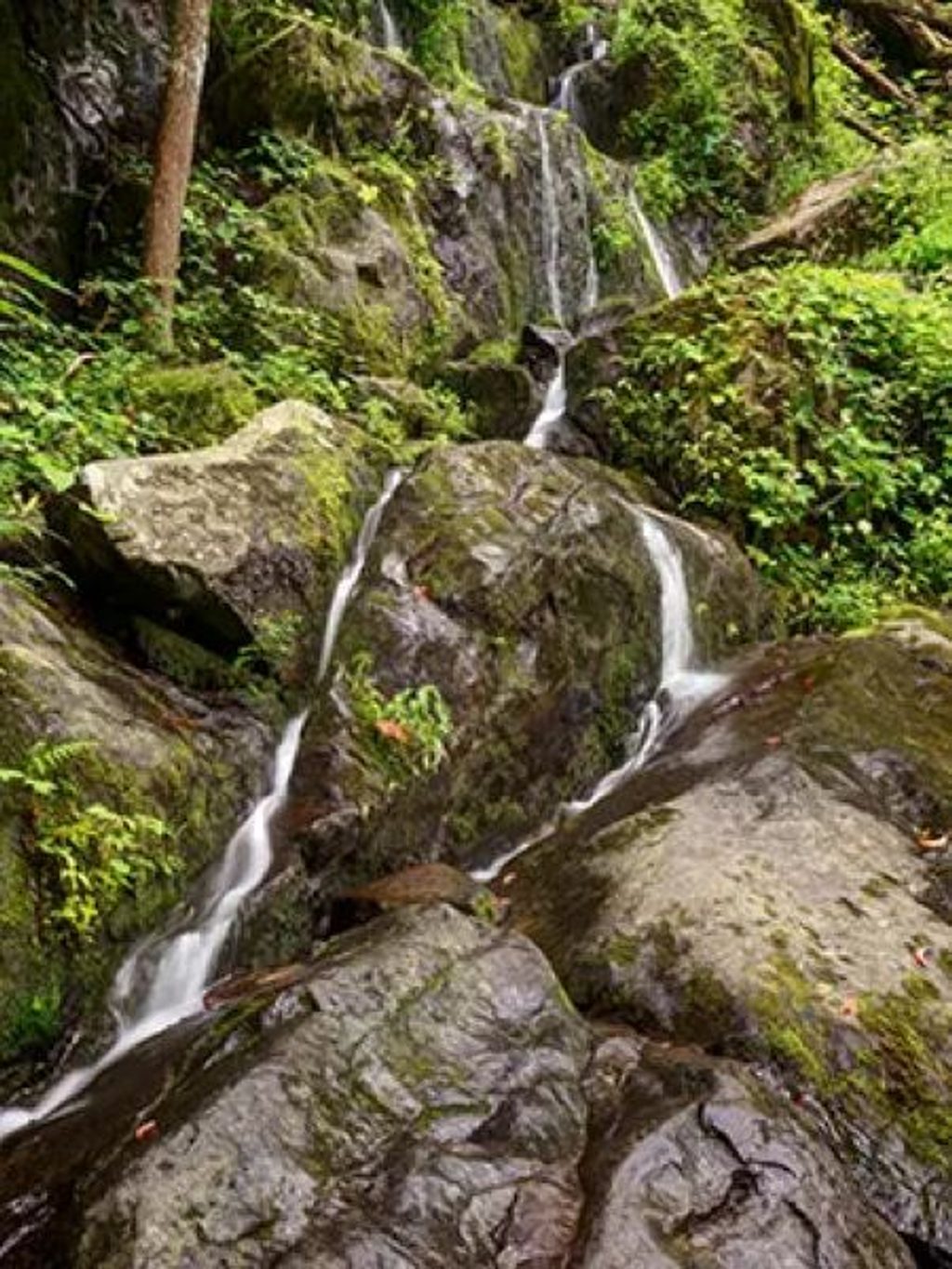 Place of a Thousand Drips, Great Smoky Mountains National Park