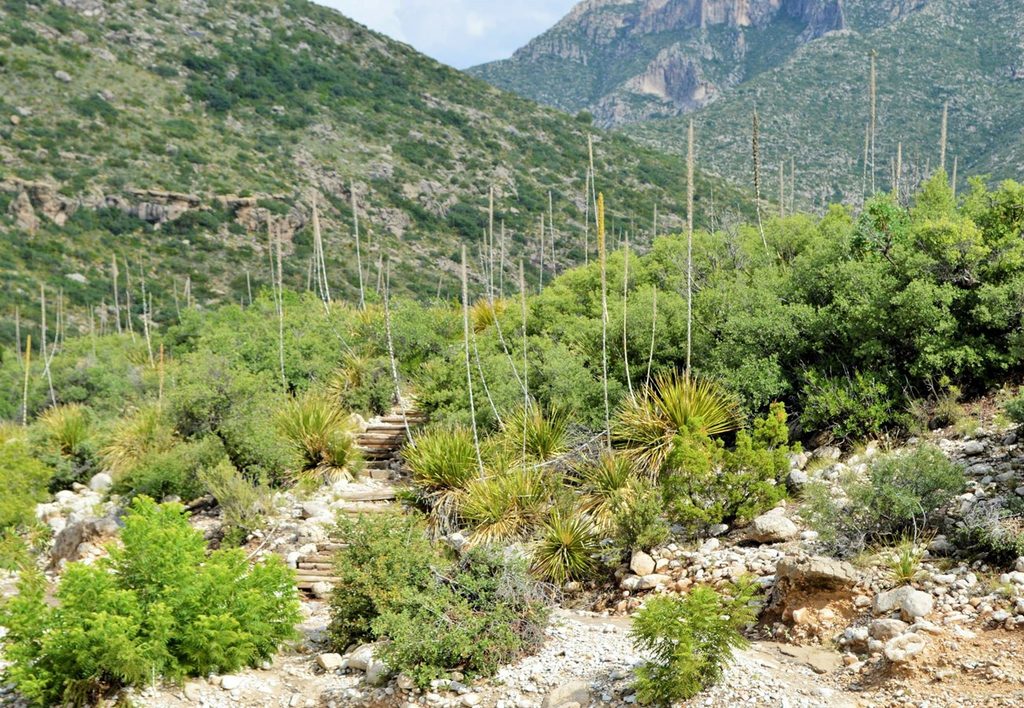 McKittrick Canyon, Guadalupe Mountains National Park