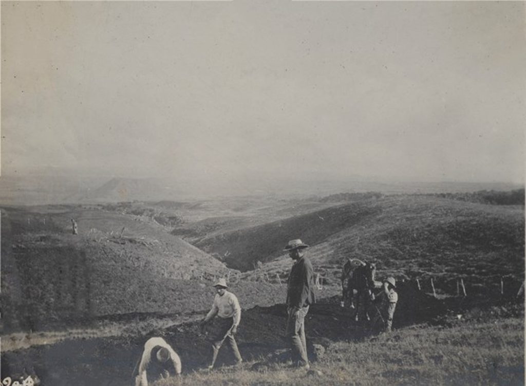 Hosmer Grove, Haleakalā National Park