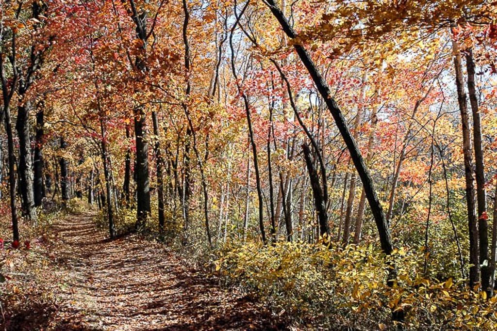 Cowles Bog, Indiana Dunes National Park