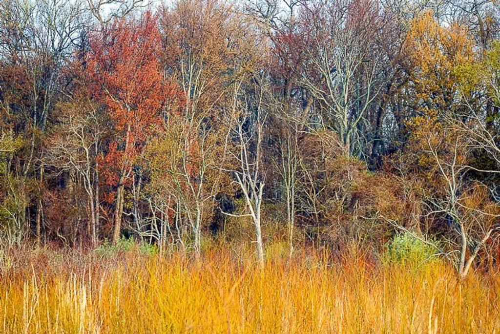Great Marsh, Indiana Dunes National Park