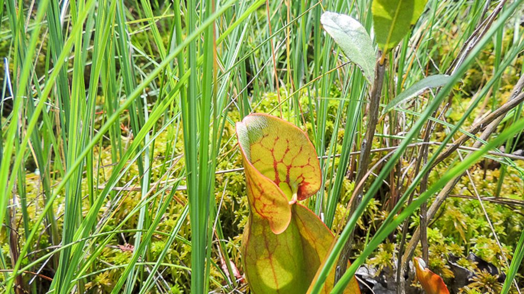 Pinhook Bog, Indiana Dunes National Park